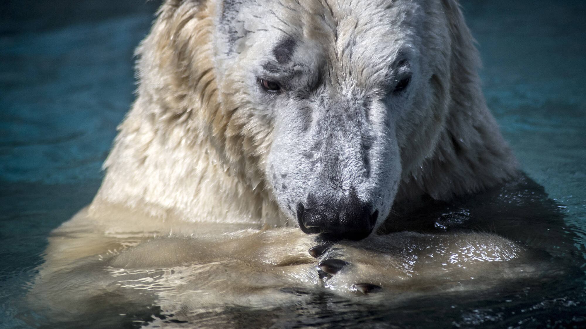 È morto Yupik, l'orso polare costretto a vivere al caldo