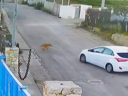 Pensionato investe di proposito e uccide una cagnolina, il video choc