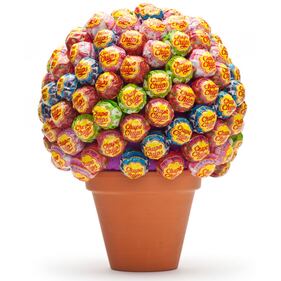 Albero Di Leccalecca - 39 euro 