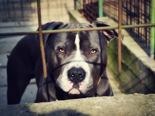 Aggrediti in casa dal proprio pitbull: madre e figlio di Seveso feriti in modo grave