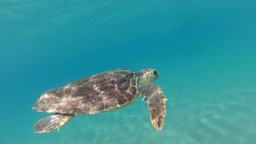 Liberata in mare la tartaruga Caretta caretta Federica. Era ferita e piena di plastica 2