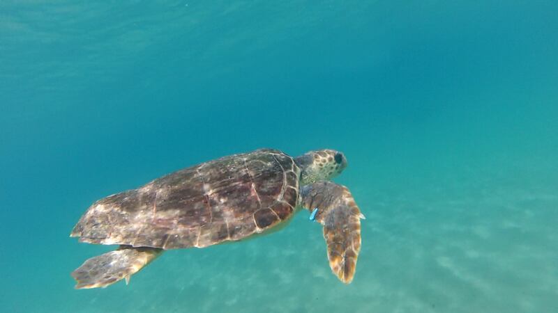 Liberata in mare la tartaruga Caretta caretta Federica. Era ferita e piena di plastica 2