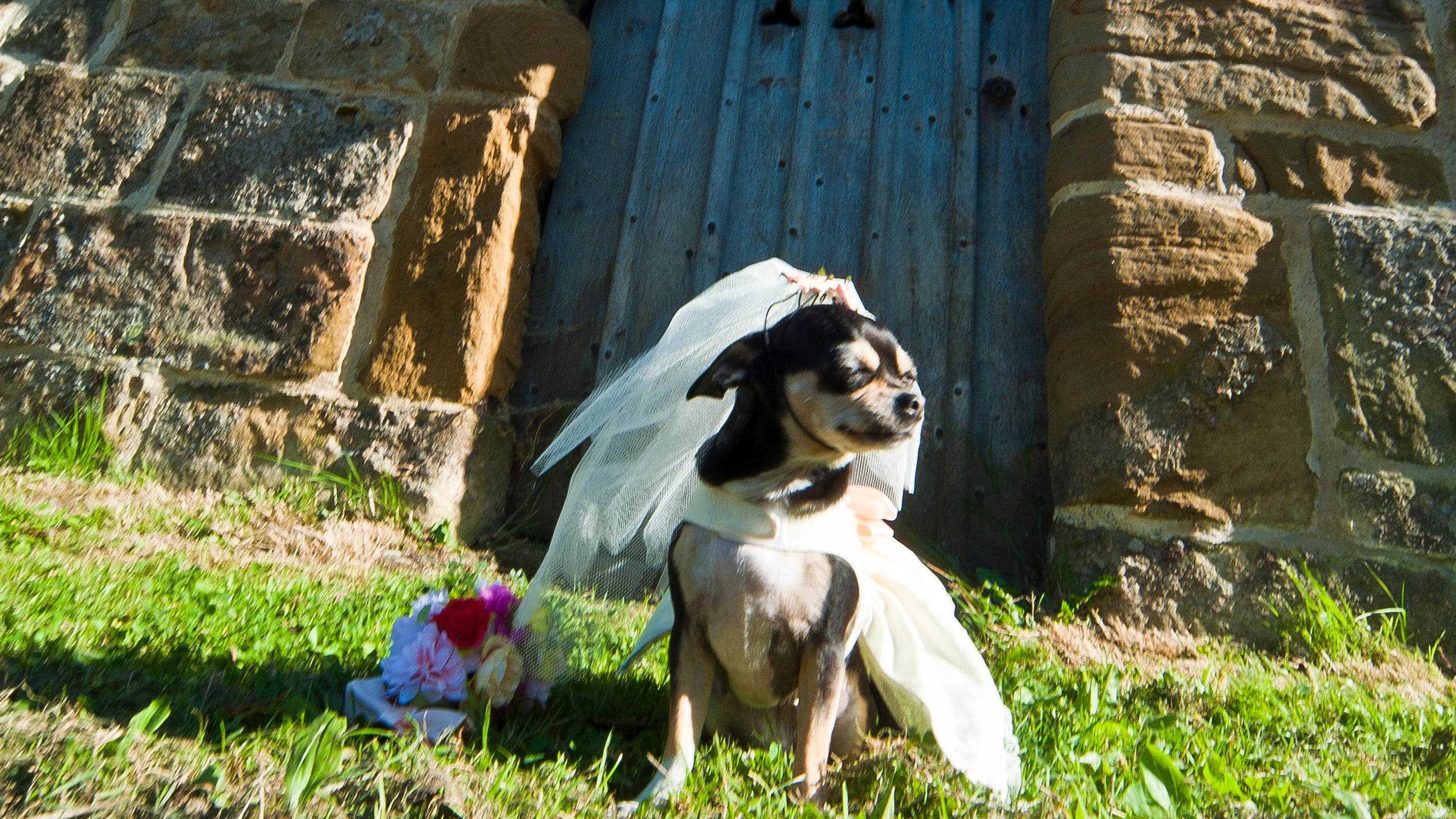 "Mi sposo ma voglio il cane". Animali in chiesa, è polemica