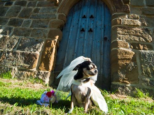 "Mi sposo ma voglio il cane". Animali in chiesa, è polemica