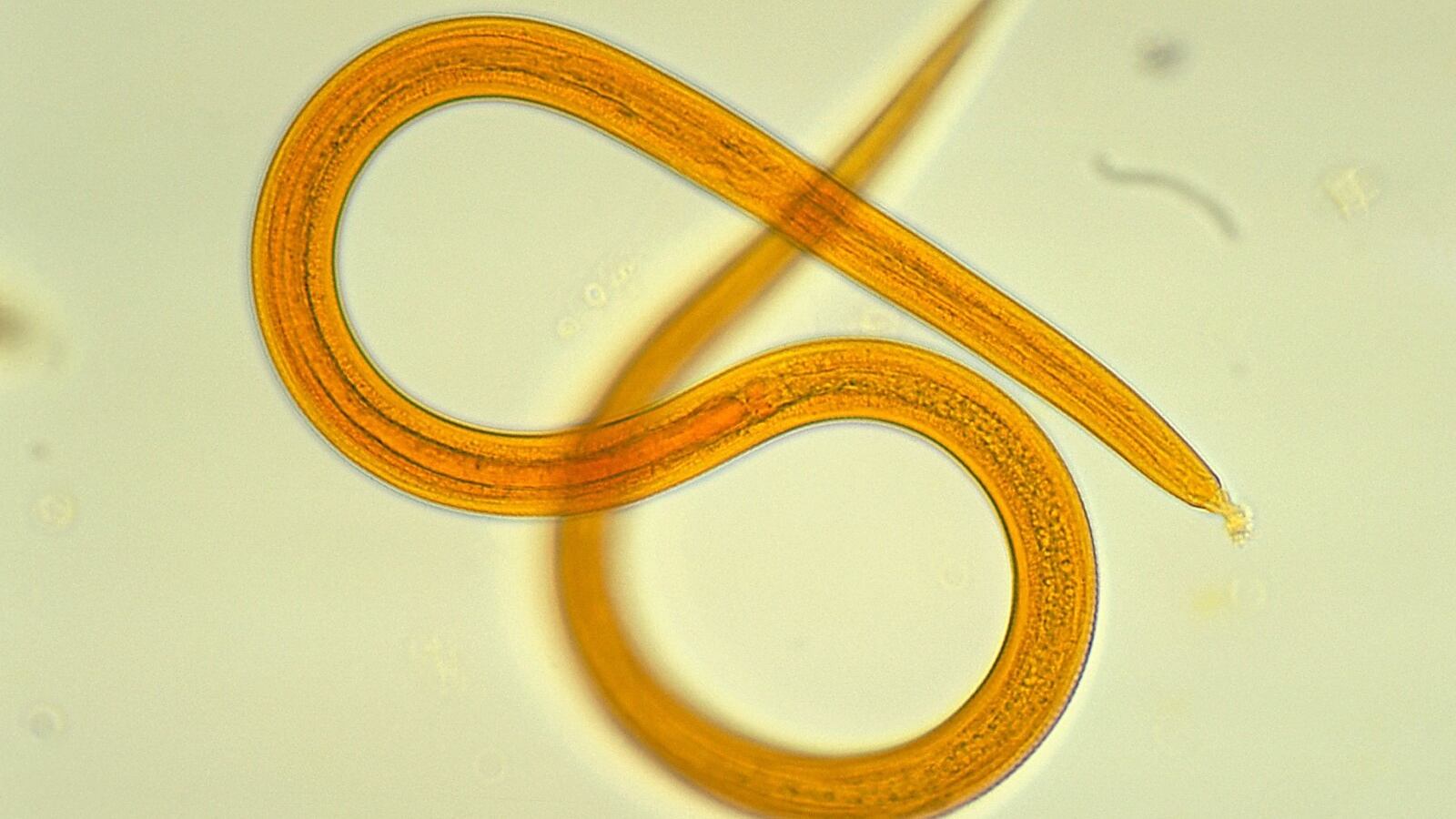 Scienziati riportano in vita vermi ibernati da 42.000 anni