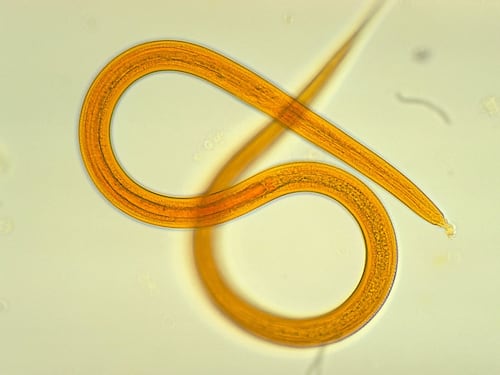 Scienziati riportano in vita vermi ibernati da 42.000 anni