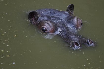 Gli animali del bioparco ancora chiuso per l'emergenza Covid-19 5