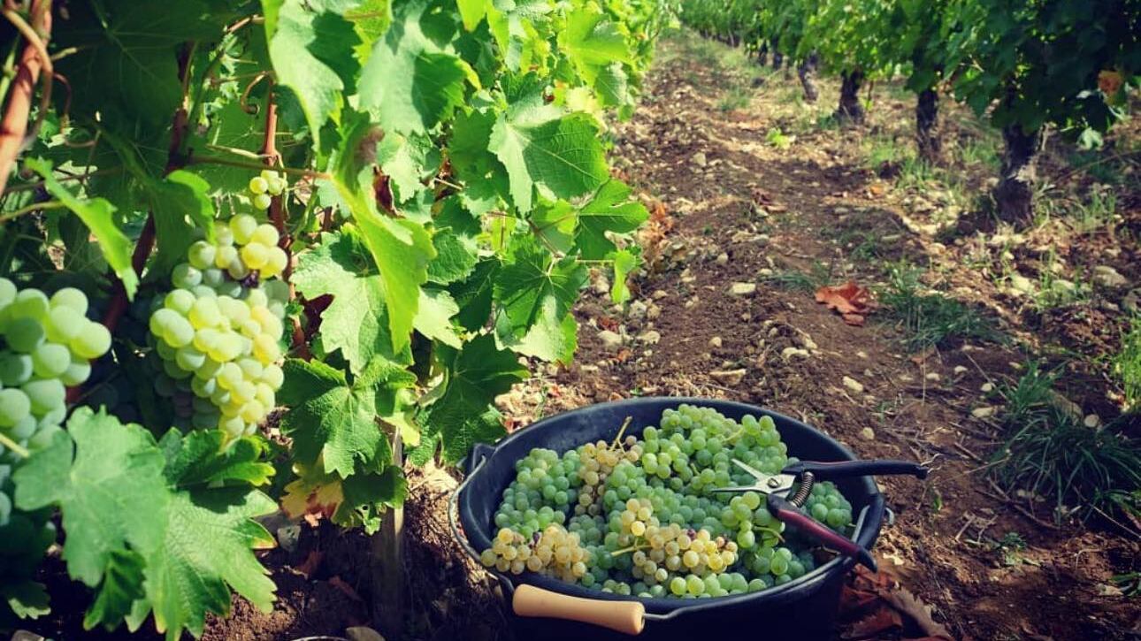 Antoine Gouffier, l’anima del Pouilly Fumé