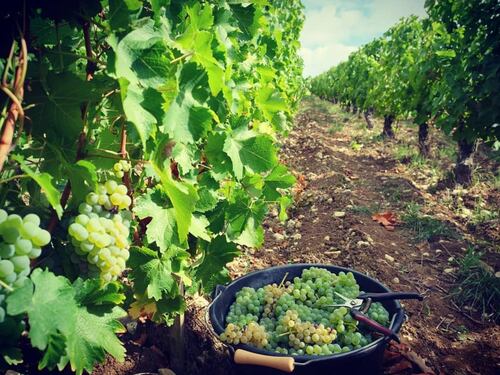 Antoine Gouffier, l’anima del Pouilly Fumé