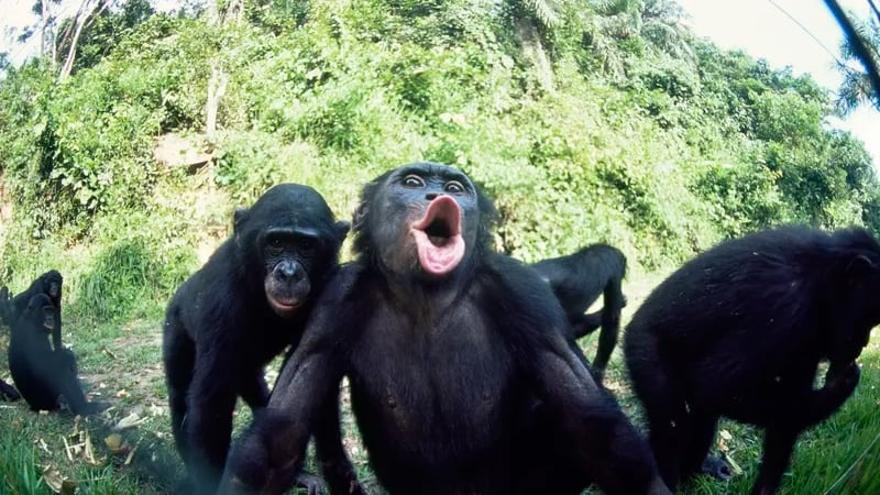 Bonobo, addio favola pacifista: il nuovo studio smonta il mito delle femmine migliori dei maschi