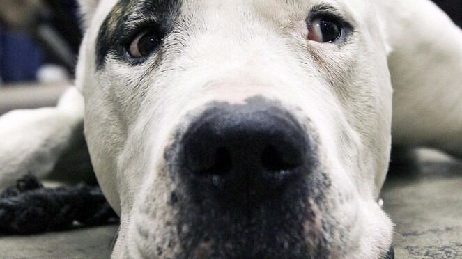 Fa sesso con il cane: "Non avevo soldi per andare con le donne"