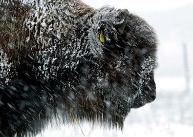 La neve e i bisonti 1