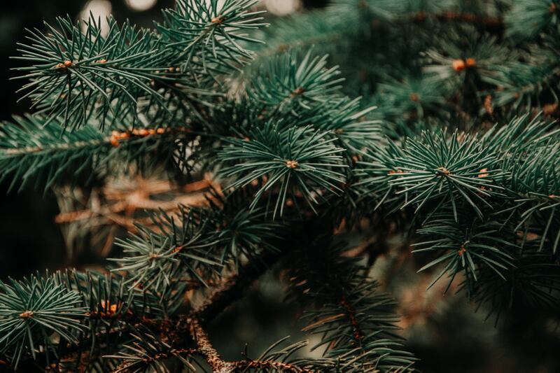 albero di natale