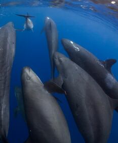 Nuova Zelanda, il cetaceo che si finge un'orca 2