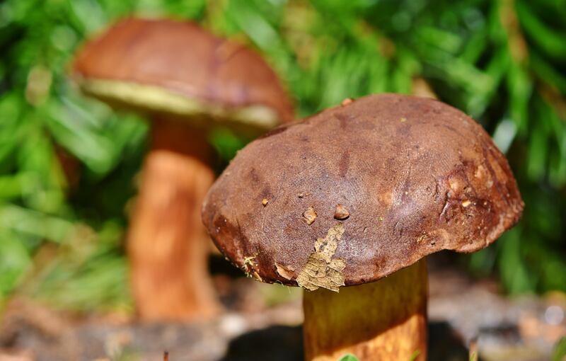 Porcini