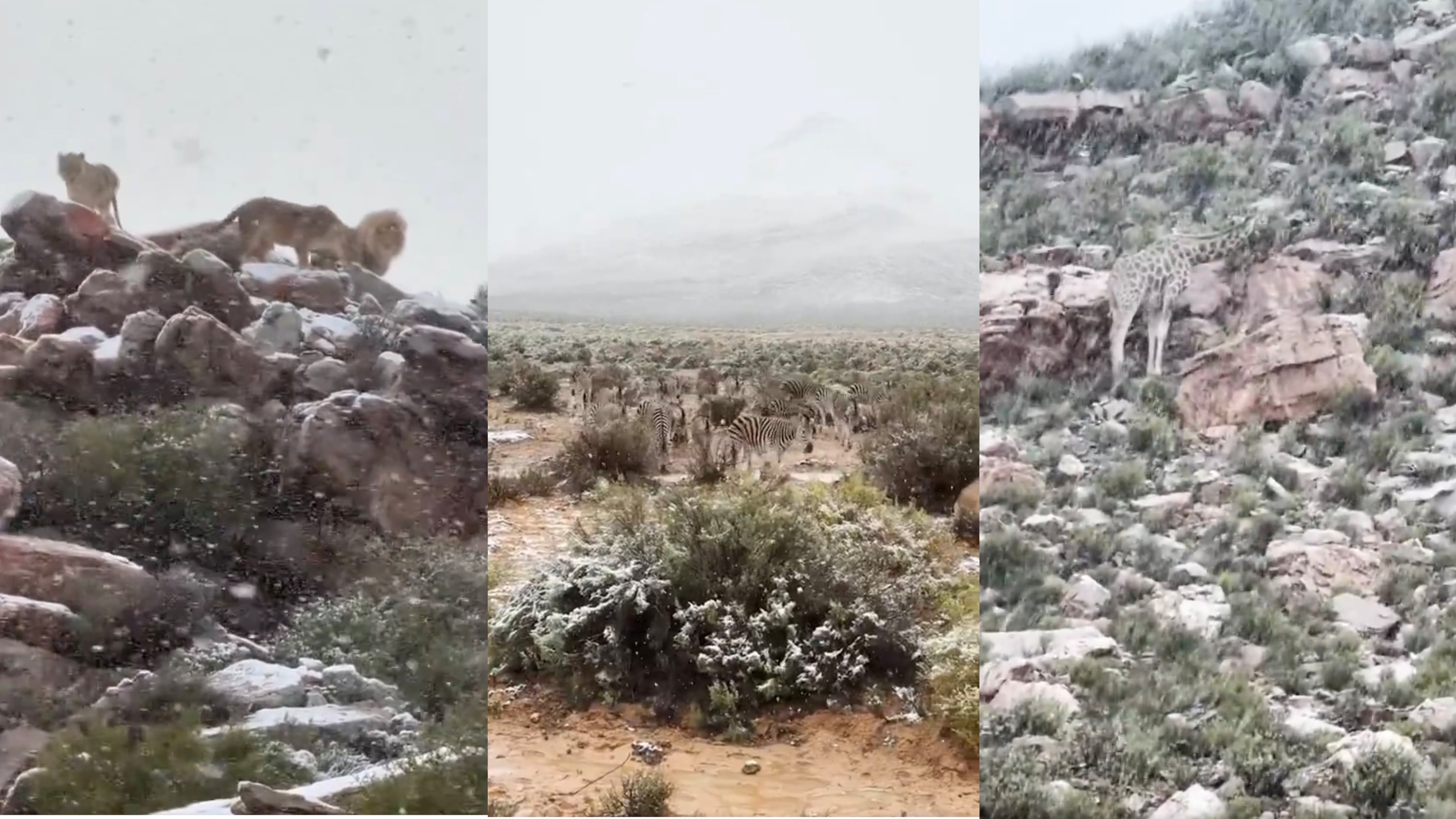 Leoni, giraffe e zebre imbiancati dalla neve: il video del "safari bianco" in Sudafrica