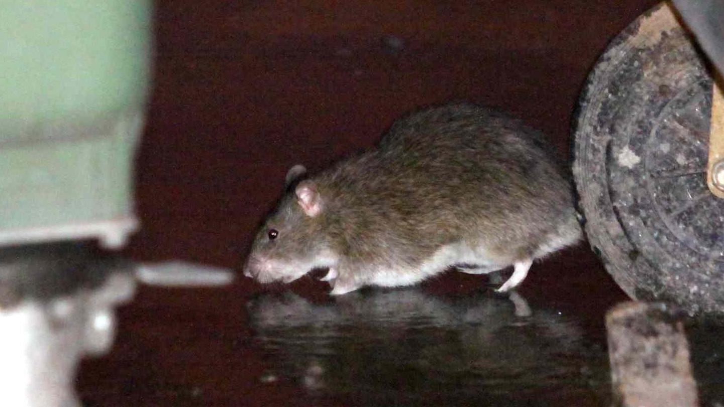 Piazze e stazioni invase: in città 5 milioni di topi