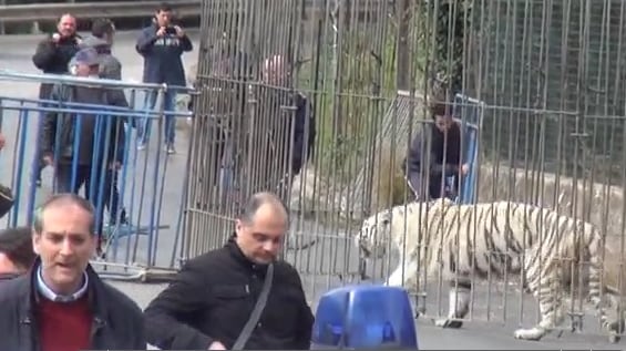 La tigre scappa dal circo e terrorizza Palermo