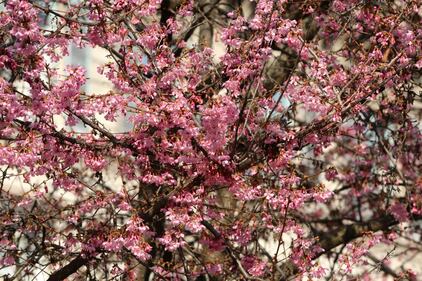 A Milano è primavera in anticipo  10