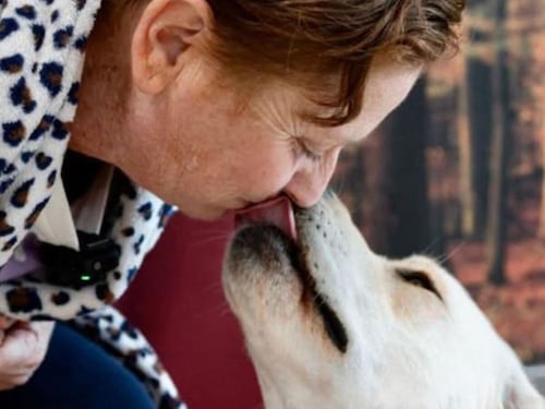Il fiuto di Joy salva una vita. Tutta la fedeltà dei cani-eroi