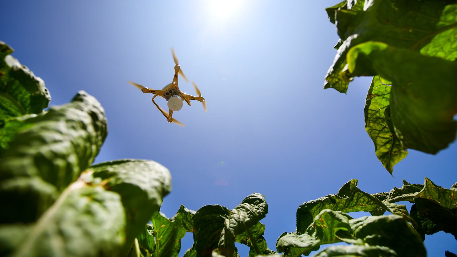 Tecnologia e innovazione: così l'agricoltura italiana si rinnova