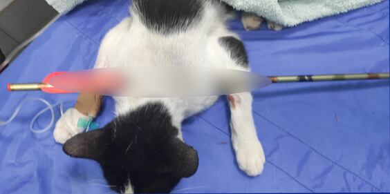 Colonia felina colpita a Roma: le foto dei gatti feriti 3