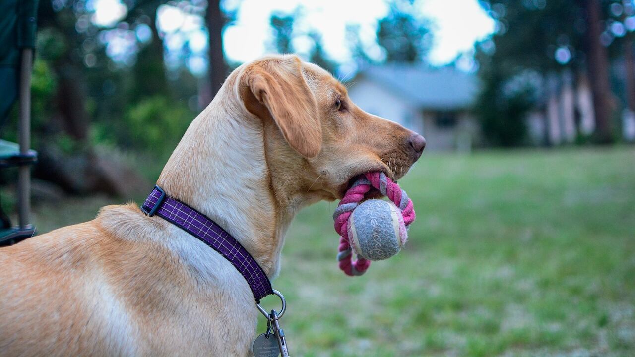 Colpa di una pallina se Fido zoppica