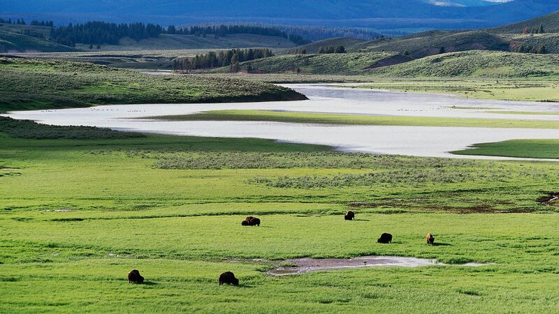 Nel Parco Nazionale di Yellowstone, un certo tipo di erba ha una maggiore tolleranza al calore a causa di un virus