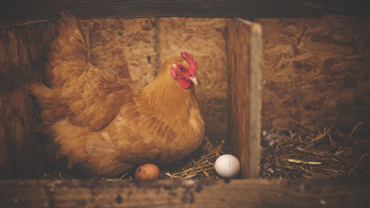 È nato prima l'uovo o la gallina? La scienza risolve (finalmente) il mistero vecchio come l'uomo