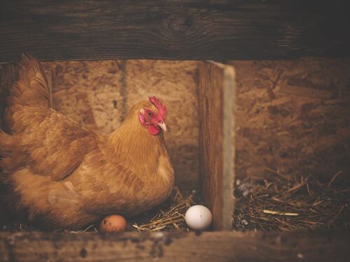 È nato prima l'uovo o la gallina? La scienza risolve (finalmente) il mistero vecchio come l'uomo