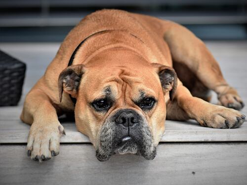Animali domestici, boom (anche di assicurazioni): 7 consigli prima di scegliere
