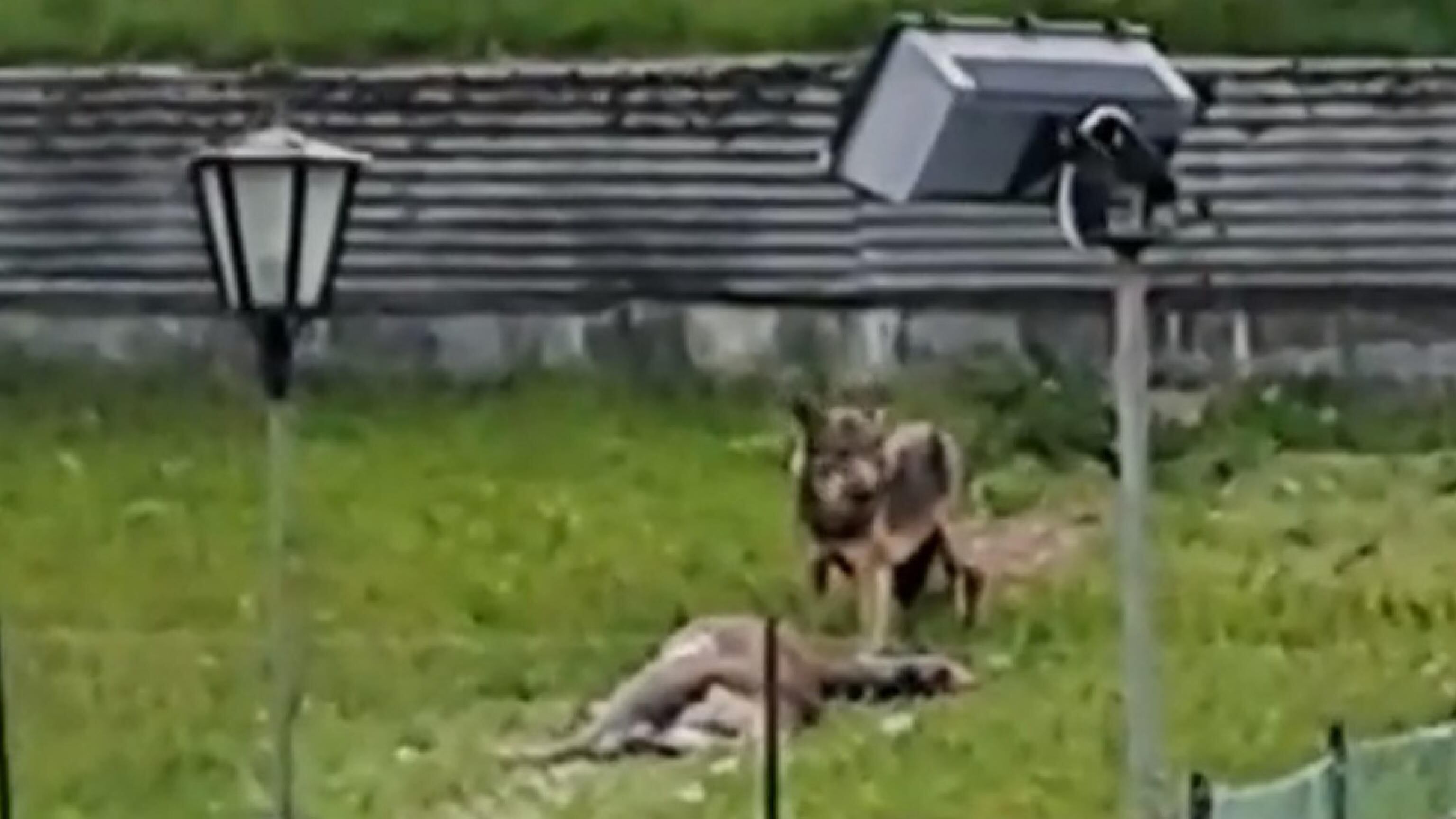 Cervo sbranato dal lupo: l'orrore nel giardino dell'hotel