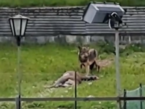 Cervo sbranato dal lupo: l'orrore nel giardino dell'hotel