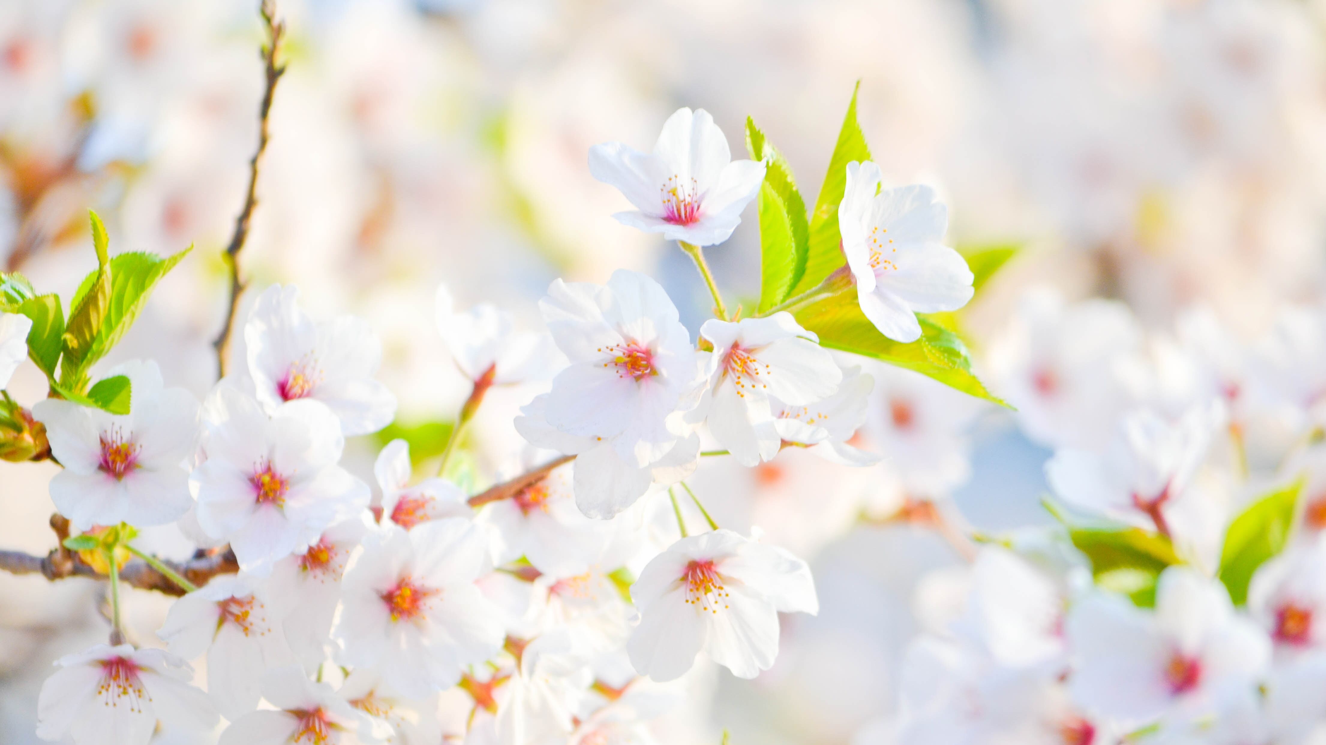 Perché in primavera è più facile perdere peso