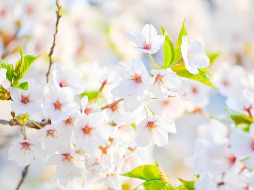Perché in primavera è più facile perdere peso