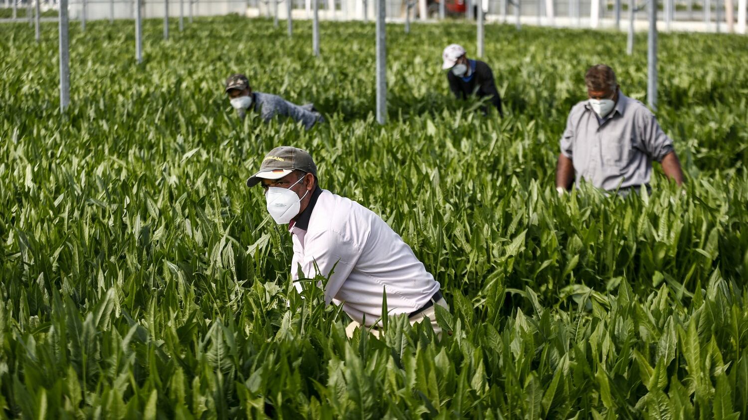 Quel "corridoio verde" di braccianti marocchini: "Serviva la maxi sanatoria di immigrati?"