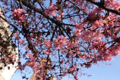 A Milano è primavera in anticipo  5