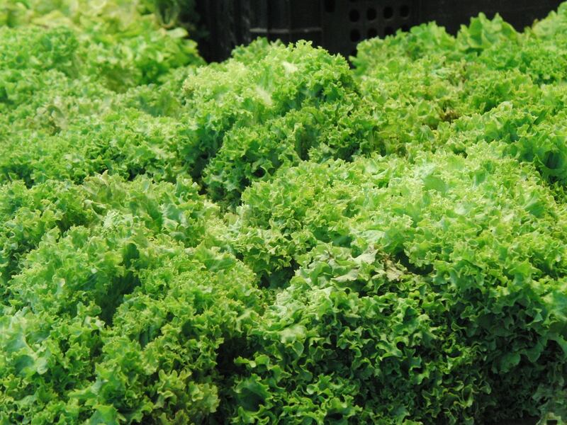 Insalata