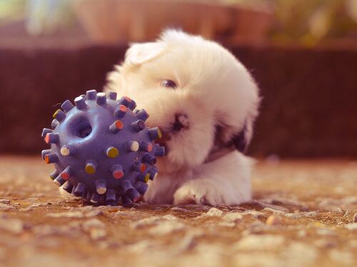 Bonus animali domestici 2023, ecco come funziona