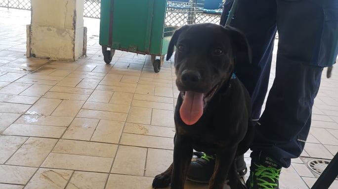 Cane lanciato nel canile: l'orrore di un papà con il suo bambino