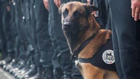 Il fatale destino di Diesel, cane poliziotto caduto da eroe