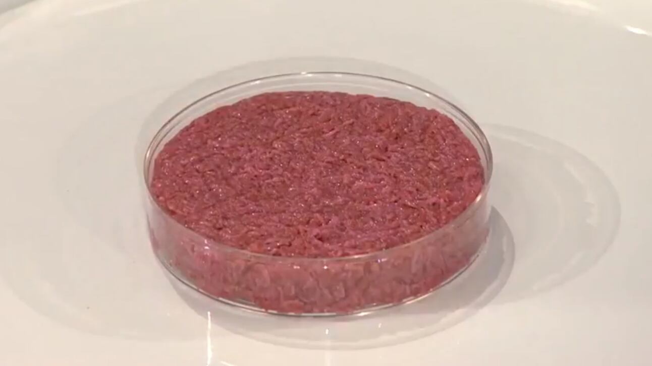 "Una valanga di rischi". L'allarme dei medici sulla carne sintetica
