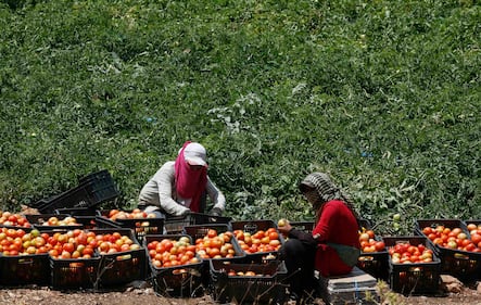 Rifugiati lavorano nei campi vicino al confine con Israele