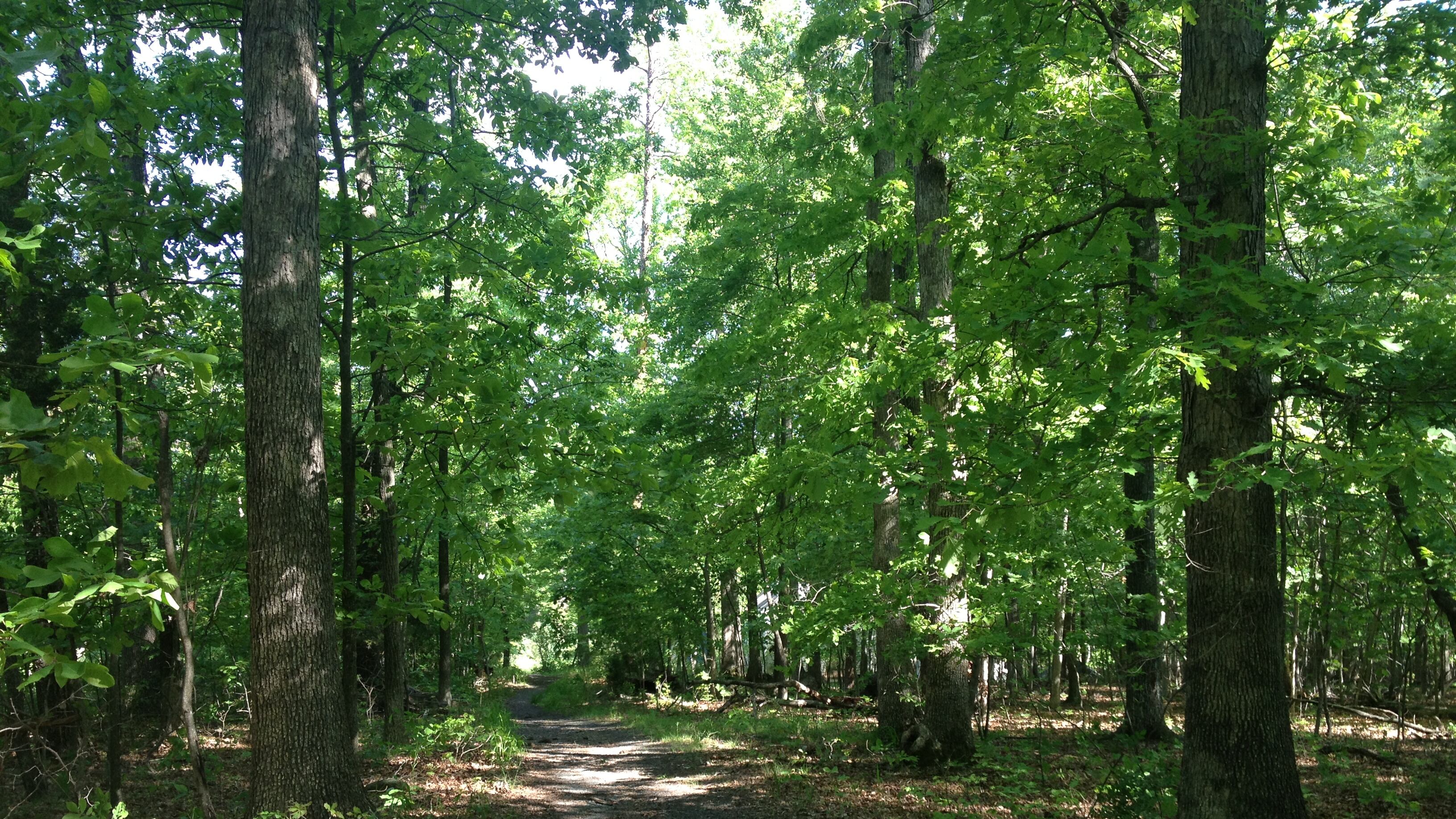 "FotoSintesi", la resilienza degli alberi negli scatti realizzati per FederlegnoArredo