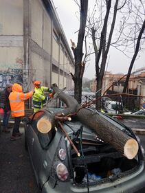 albero caduto a Roma
