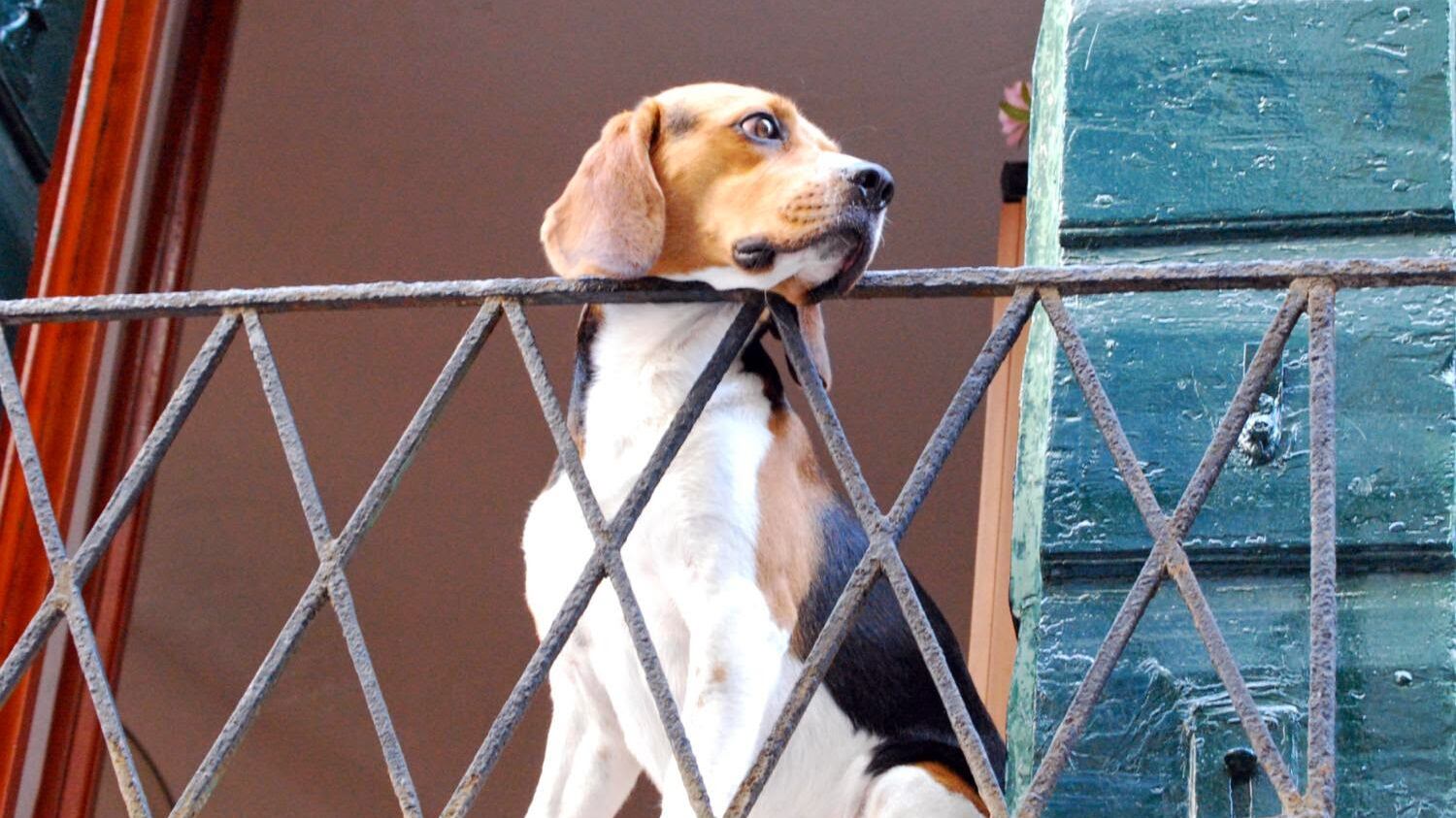 Quel cane abbandonato ucciso da caldo e fame. La padrona era in vacanza