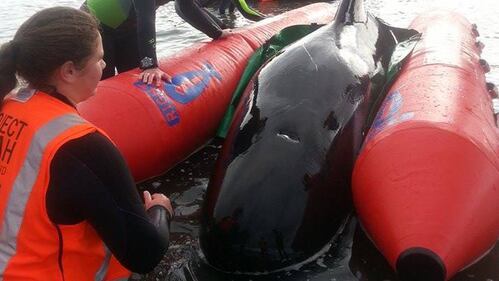 Nuova Zelanda, 57 balene spiaggiate. 21 salvate dai volontari 3