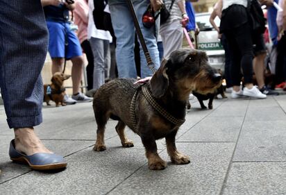 La "Sausage Walk" a Milano: sfilano i bassotti 13