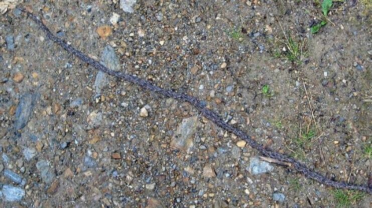 Scoperto in Alaska il misterioso verme-serpente: un caso alla X-Files