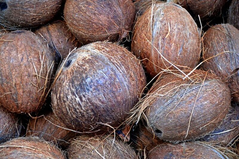 Cocco